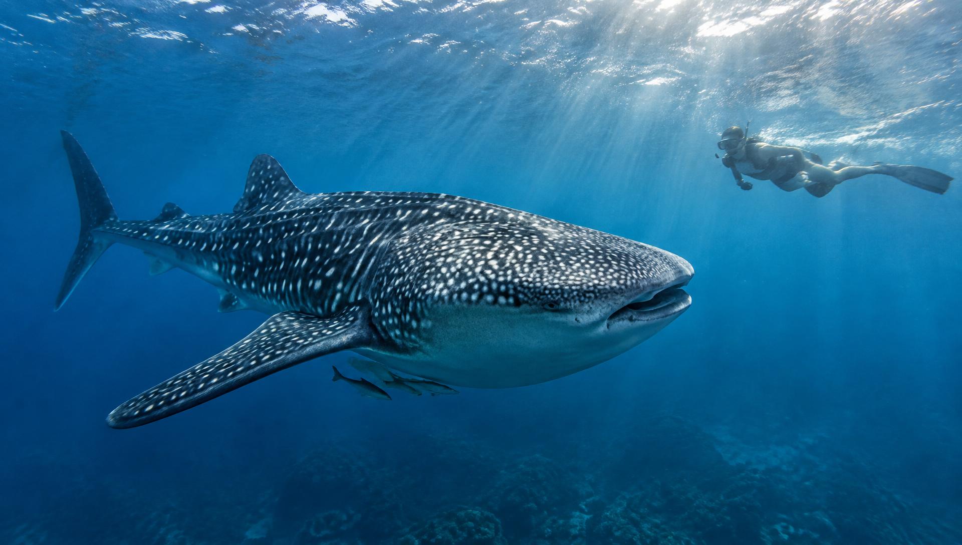 A whale shark swimming through clear blue water while a snorkeler observes from a respectful distance